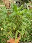 Rhapis cochinchinensis ex laosensis * Var. palmes divises en 2 et 3