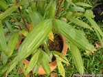Rhapis cochinchinensis ex laosensis * Var. palmes divises en 2 et 3