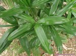 Rhapis cochinchinensis ex laosensis * Var. palmes divis�es en 4