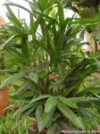 Rhapis cochinchinensis ex laosensis * Var. palmes divis�es en 4