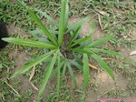 Rhapis multifida 