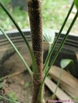 Rhapis multifida 