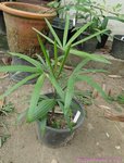 Rhapis multifida 