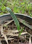 Rhapis multifida 