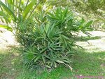Rhapis siamensis 