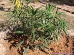 Rhapis siamensis 