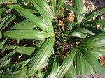 Rhapis siamensis 