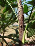 Rhapis siamensis 