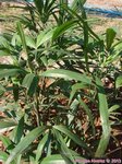 Rhapis siamensis 