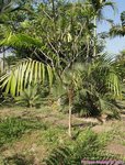 Roystonea oleracea var. venezuelana� 