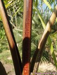 Roystonea oleracea var. venezuelana� 