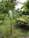 Roystonea oleracea var. venezuelana� 