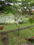 Roystonea oleracea var. venezuelana� 