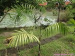 Roystonea oleracea var. venezuelana� 