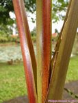 Roystonea oleracea var. venezuelana� 