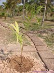 Roystonea oleracea var. venezuelana� 