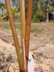 Roystonea oleracea var. venezuelana� 