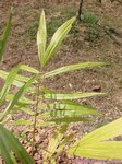 Roystonea oleracea var. venezuelana� 