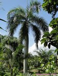 Roystonea regia 