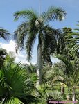 Roystonea regia 