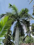 Roystonea regia 