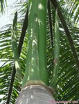 Roystonea regia 