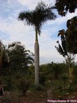 Roystonea regia 