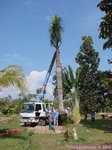 Roystonea regia 