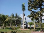 Roystonea regia 