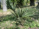 Sabal minor 