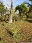 Sabal minor 