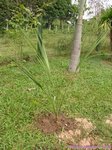 Sabal minor 