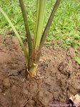 Sabal minor 