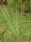 Sabal minor 