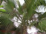 Sabal palmetto