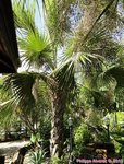 Sabal palmetto