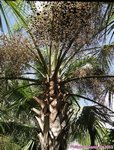 Sabal palmetto