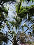 Sabal palmetto