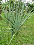 Sabal rosei 