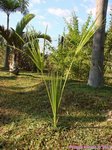 Sabal rosei 