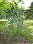 Sabal uresana 