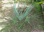 Sabal uresana 