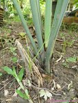 Sabal uresana 