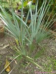 Sabal uresana 