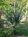Sabal uresana 