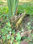 Sabal uresana 