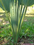 Sabal uresana 