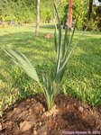Sabal uresana 