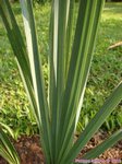 Sabal uresana 