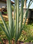 Sabal uresana 